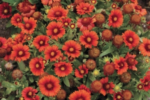 Gaillardia 'Arizona Red'